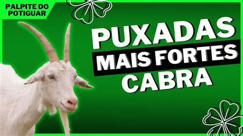 puxada da cabra no jogo do bicho